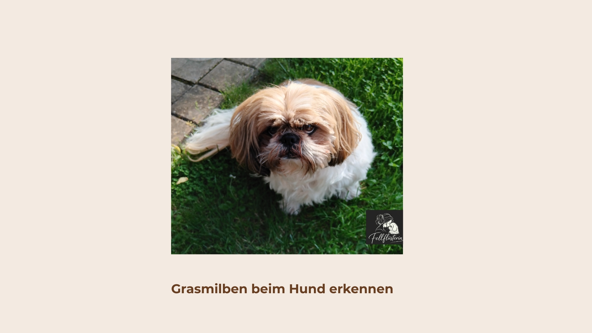 Grasmilben beim Hund wie geht es weiter