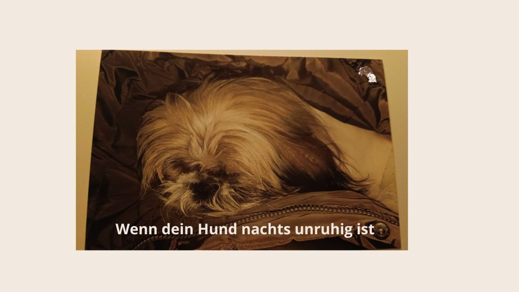 Wenn dein Hund nachts unruhig ist