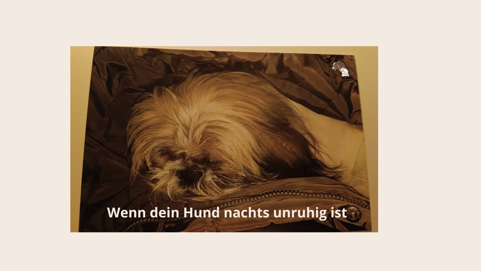 Wenn dein Hund nachts unruhig ist
