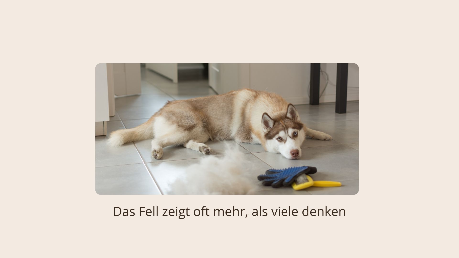 Wenn dein Hund ständig Fell verliert