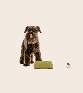 hunde&napf.jpg