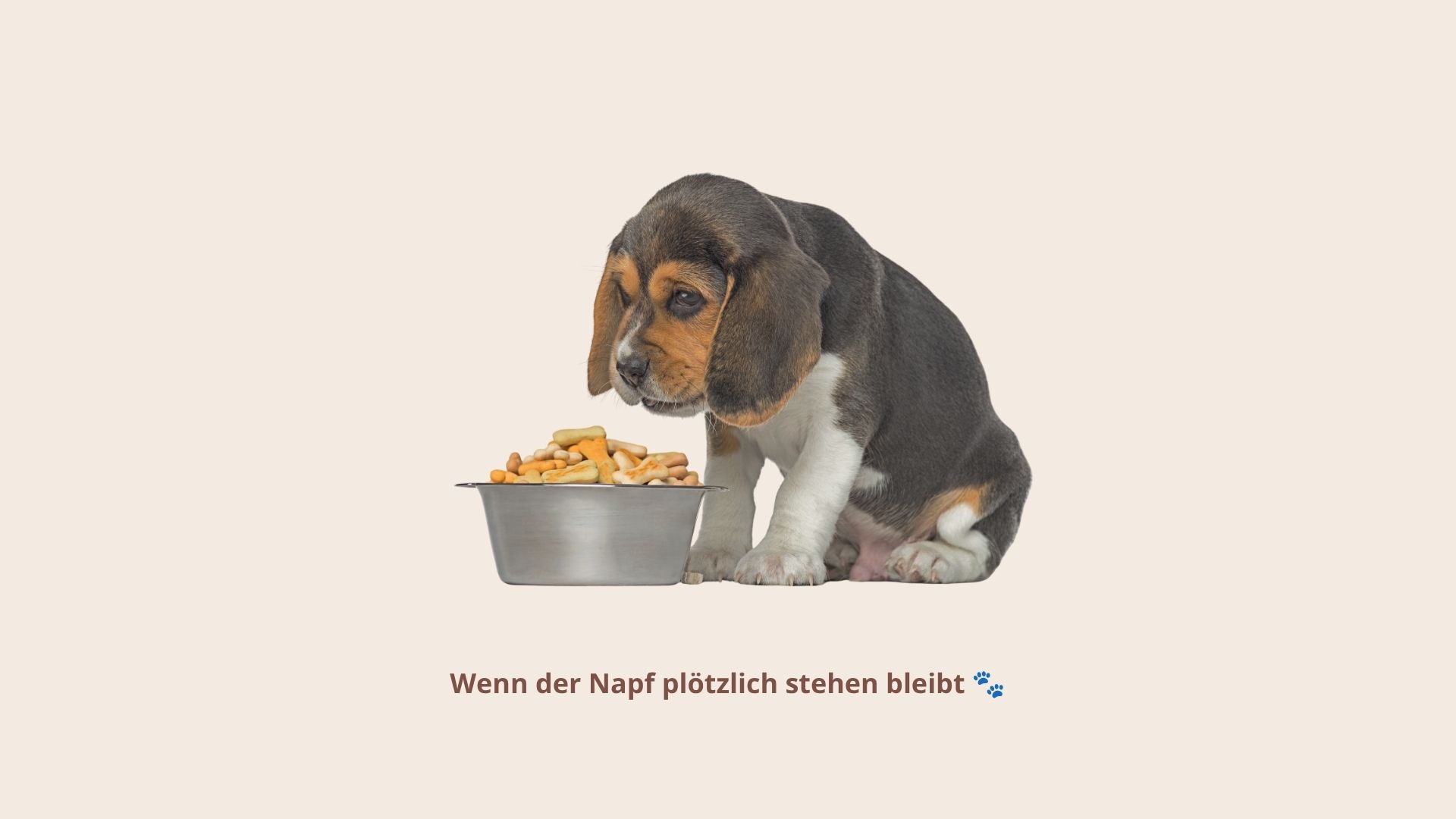 Dein Hund läßt den vollen Napf stehen