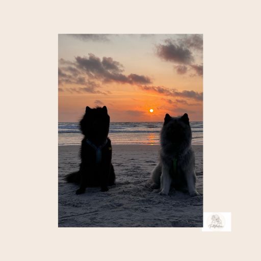 Die Eurasier Jaron und Bilbo sitzen am Strand bei Sonnenuntergang.