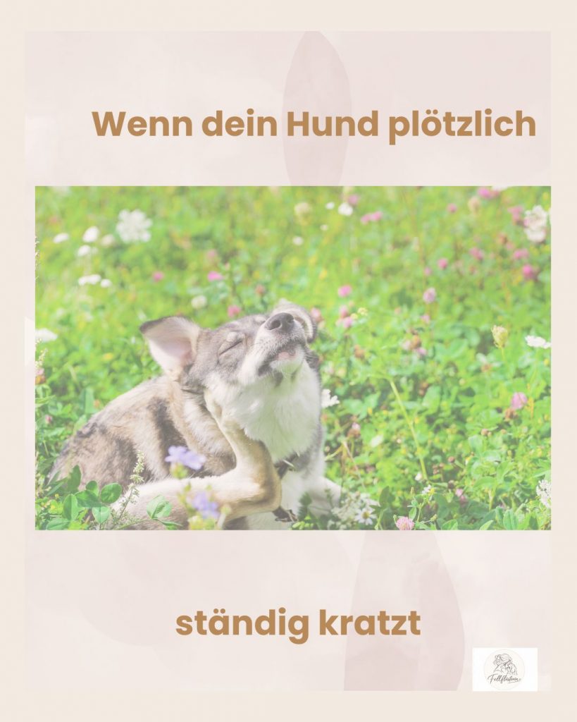 Wenn dein Hund ständig kratzt