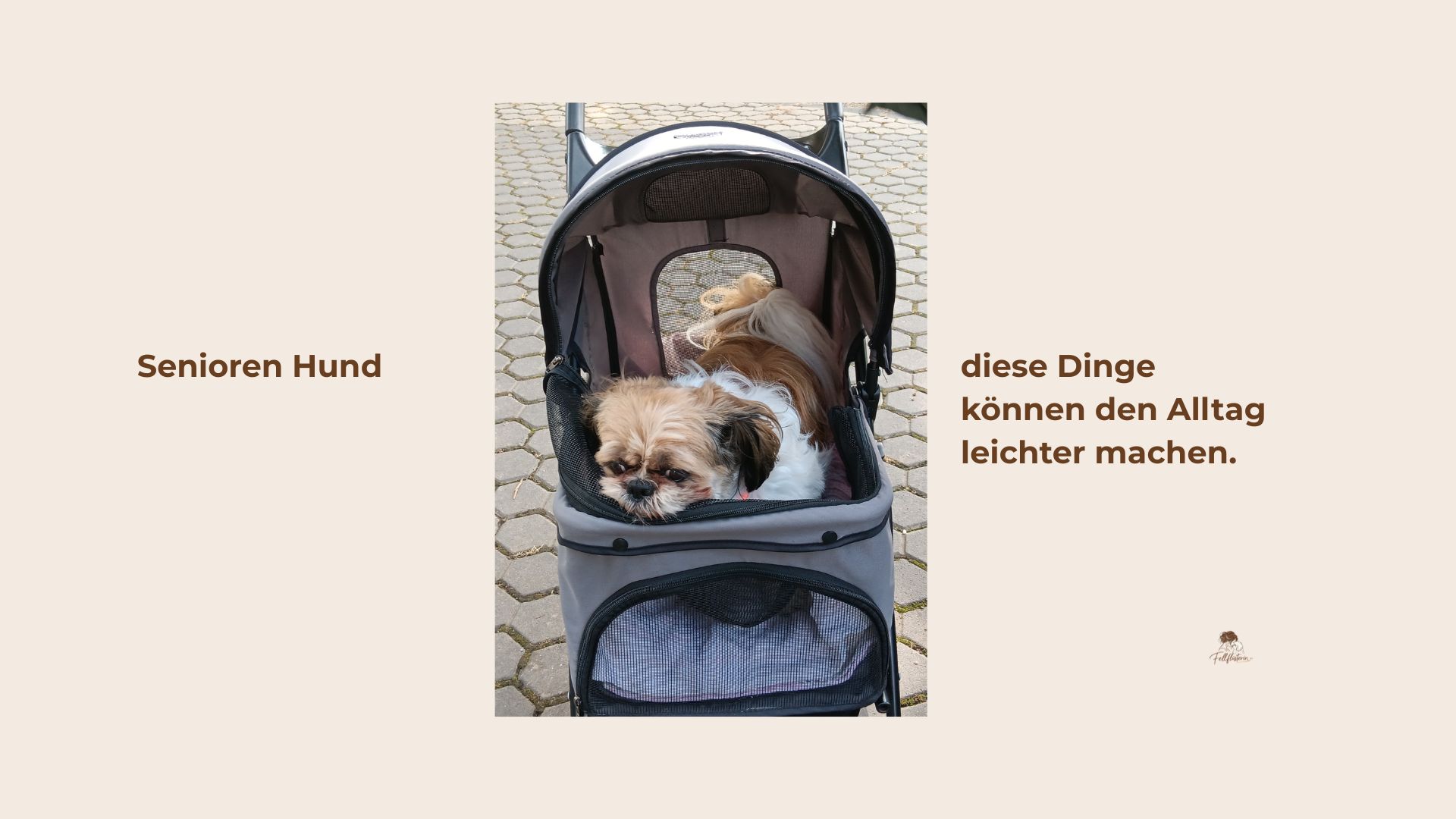 Diese Dinge können den Alltag eines Senior Hundes positiv verändern.
