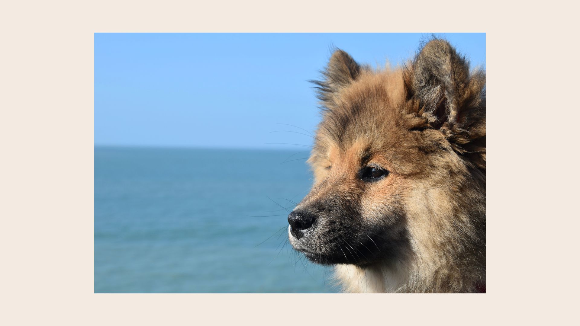 Hund am Wasser im Sommer – Wassergefahren für Hunde erkennen
