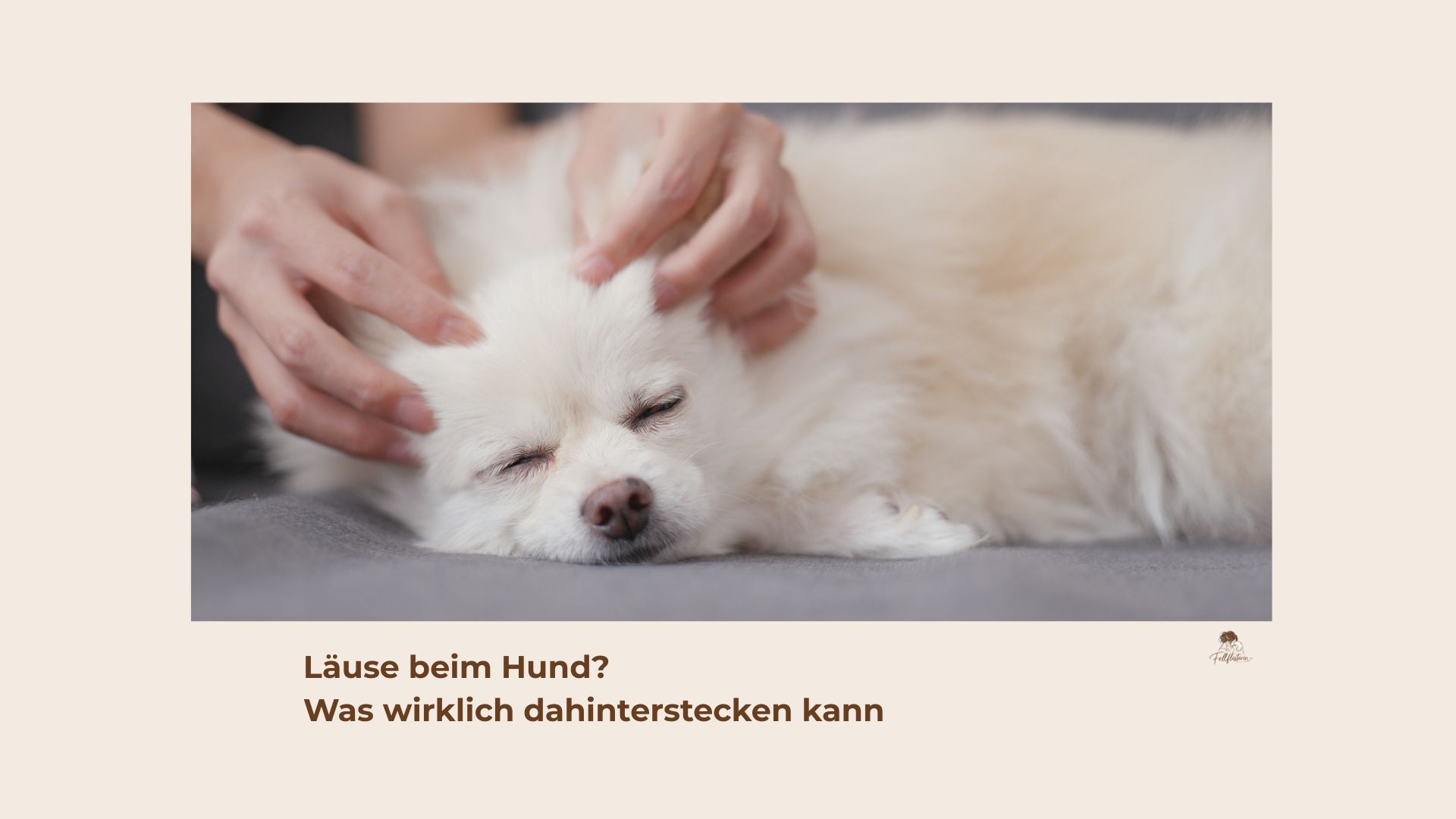 Läuse beim Hund- was hilft hier