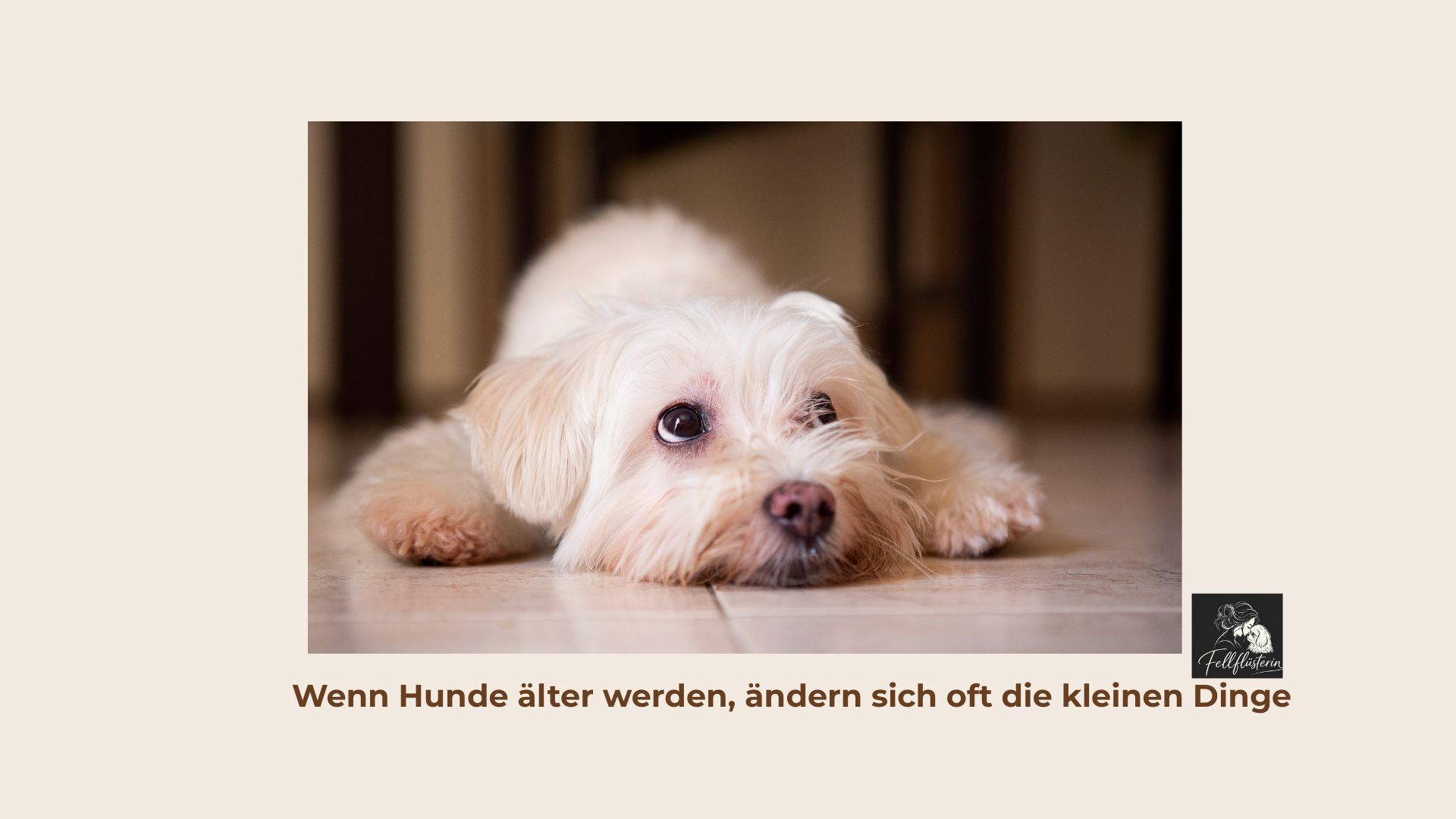 Wenn aus einem erwachsenen Hund langsam ein Senior wird