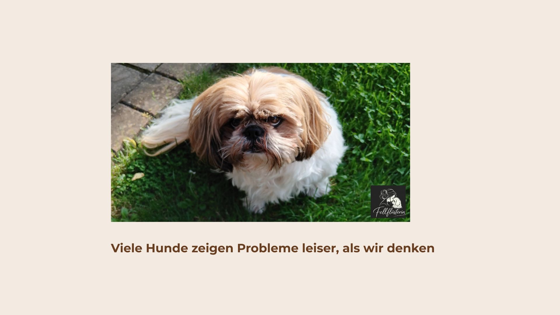Signale des Hundes- gestern war noch alles wie immer