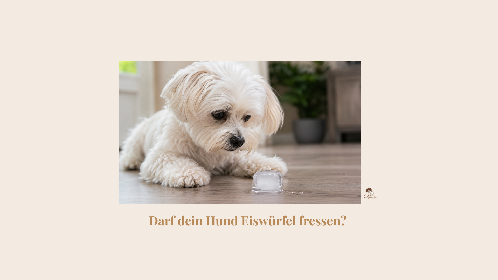 darf mein Hund eiswürfel