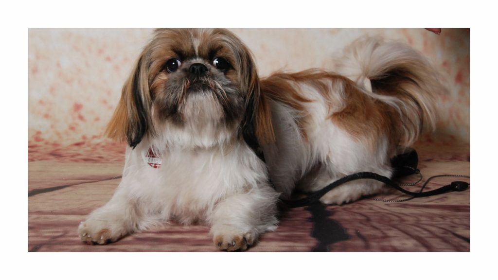 Shih Tzu Sweety mit gesundem glänzendem Fell