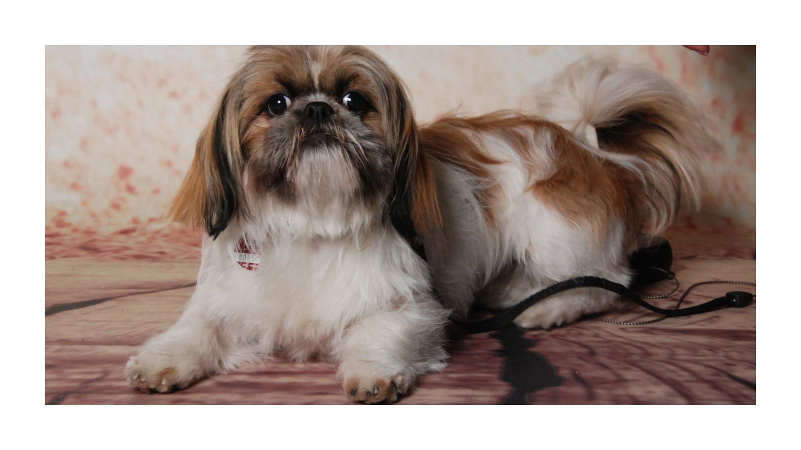 Shih Tzu Sweety mit gesundem glänzendem Fell