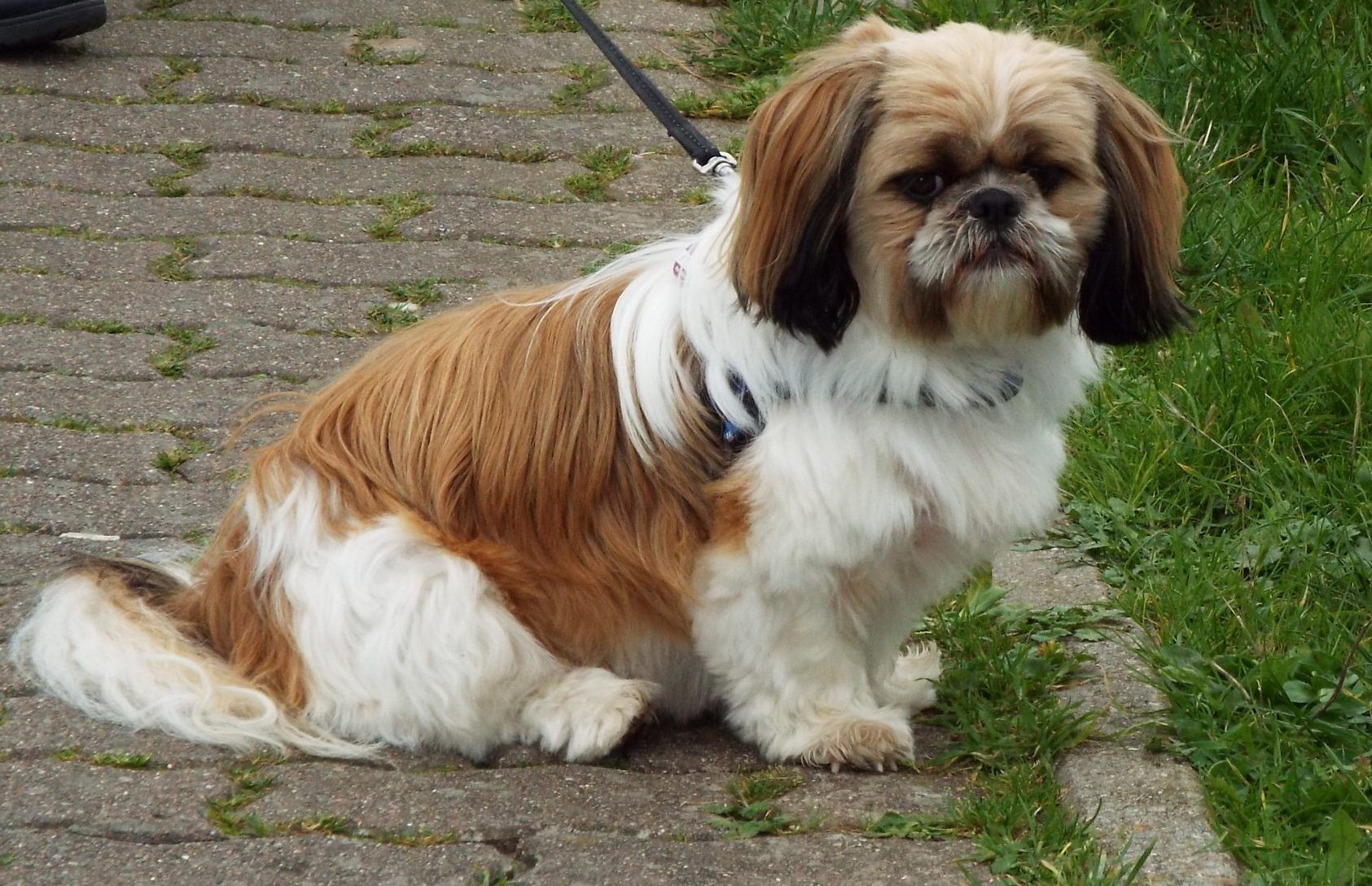 Arbeiten mit Hund und Herz