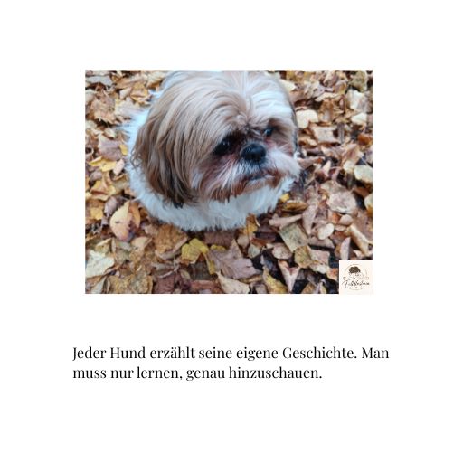 Lerne die Geschichte deines Hundes verstehen