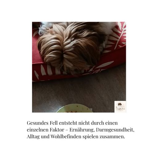 Ernährung, Darmgesundheit, Alltag und Wohlbefinden 
