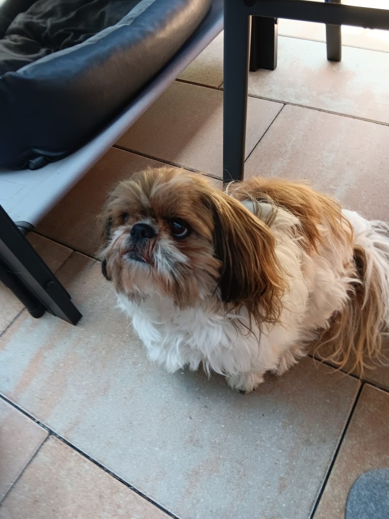 Shih-Tzu-Hündin Sweety sitzt auf der Terrasse und schaut nach oben.