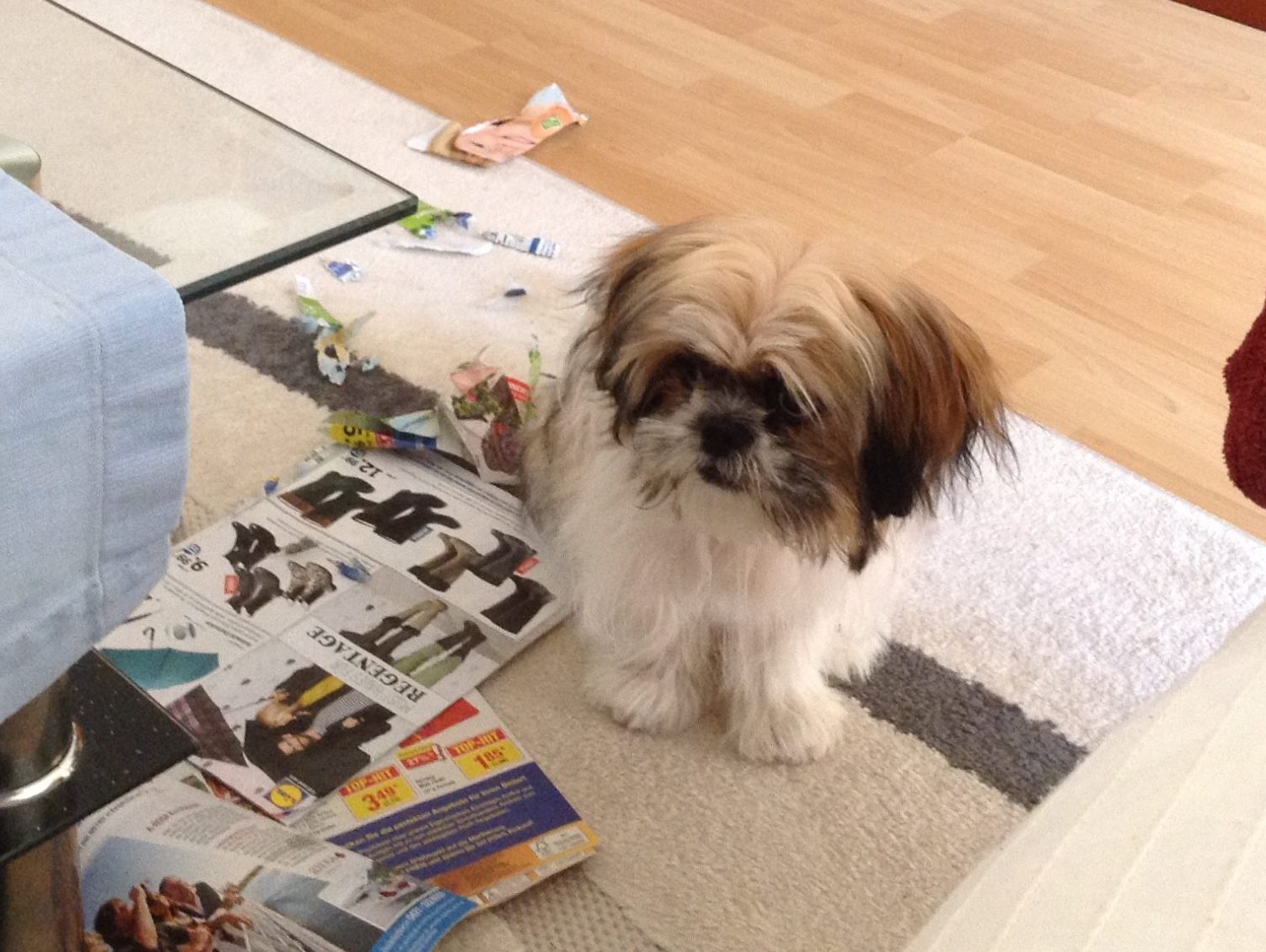 shih-tzu-welpe-sweety.jpg